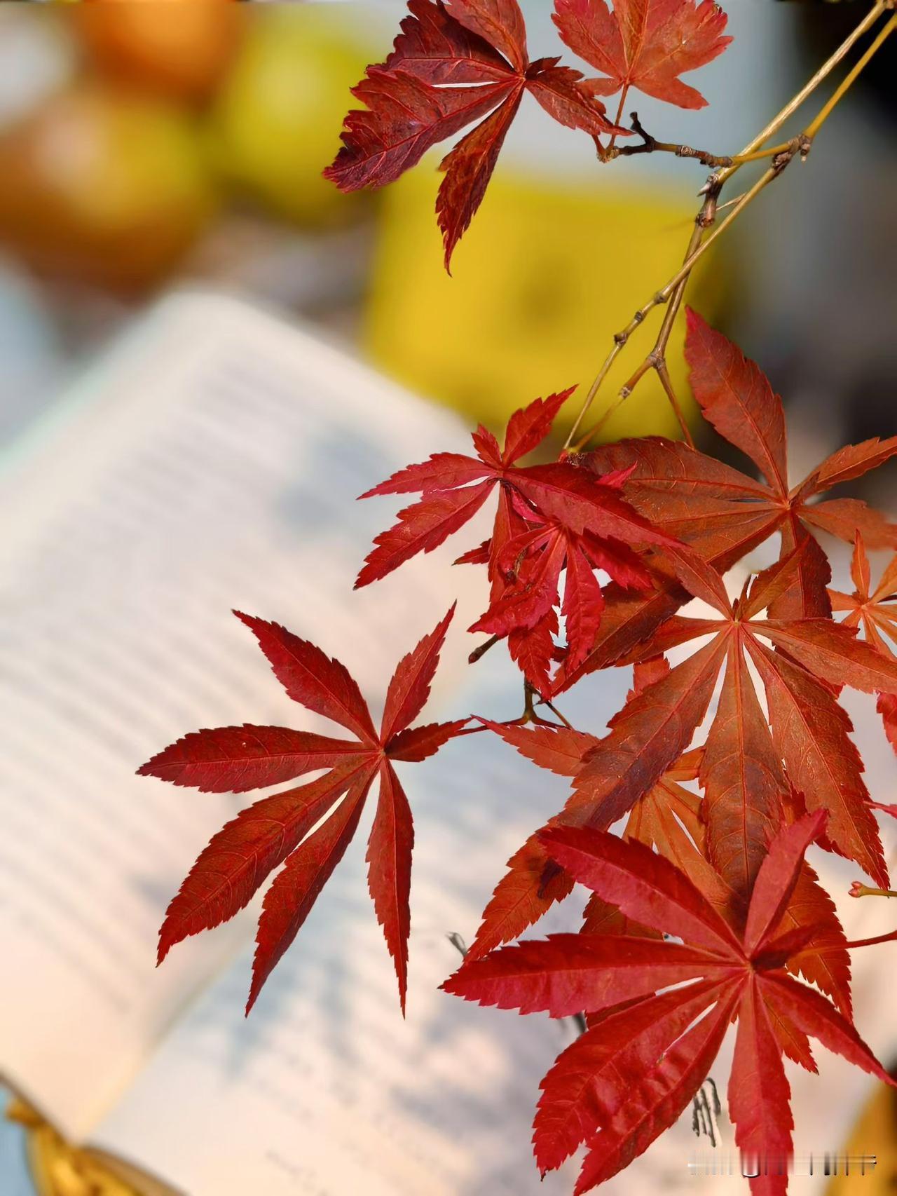 一张图证明秋天来了