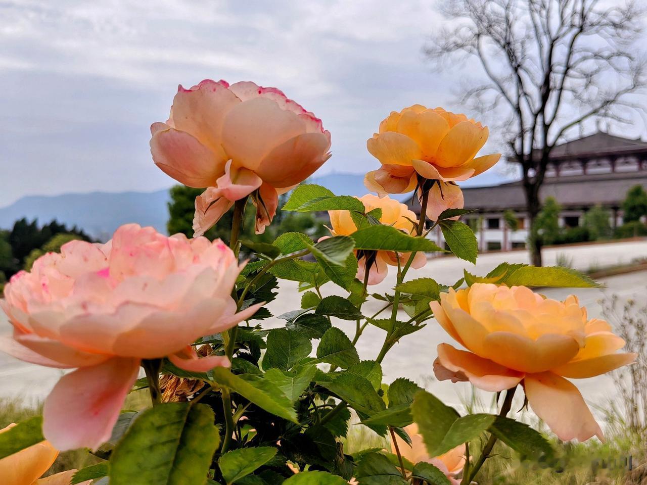 广元新发现宝藏之地，皇泽禅院后山，鲜花开到美爆！
本周末，搞完卫生，熨好衣服，照