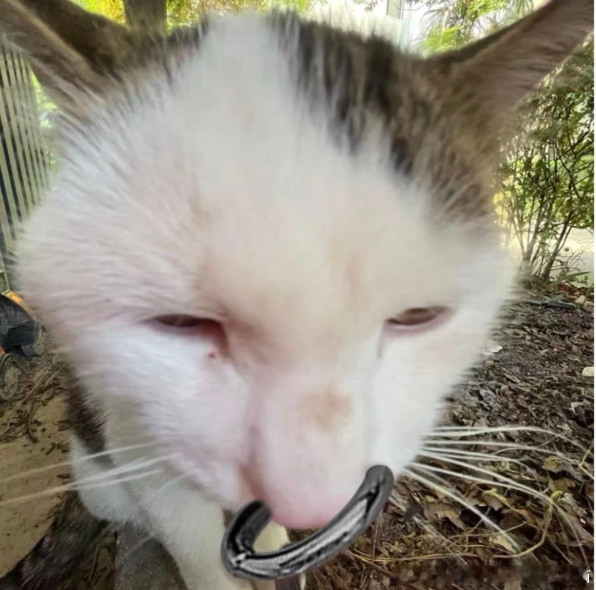 49474【丑】半夜翻相册吓到我了，而且此猫爱挑衅另一只丑猫，还爱进宿舍，还随地