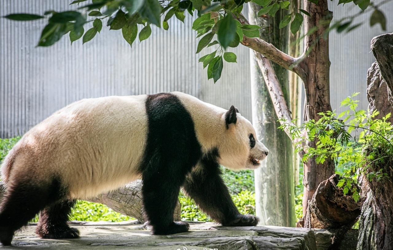 卧龙中华大熊猫苑神树坪基地游记
近日中国交通在线特聘记者康成明自驾从成都前往卧龙