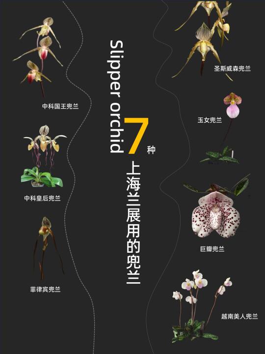 七种兜兰品种登录上海！五一可看🌿