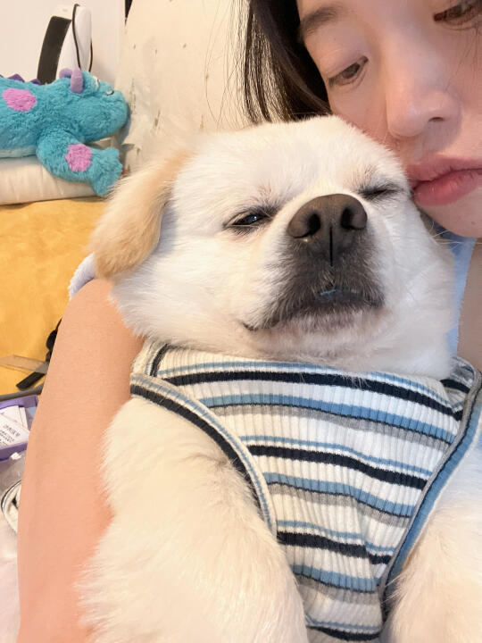 我的小狗有多懂事呢，比如……