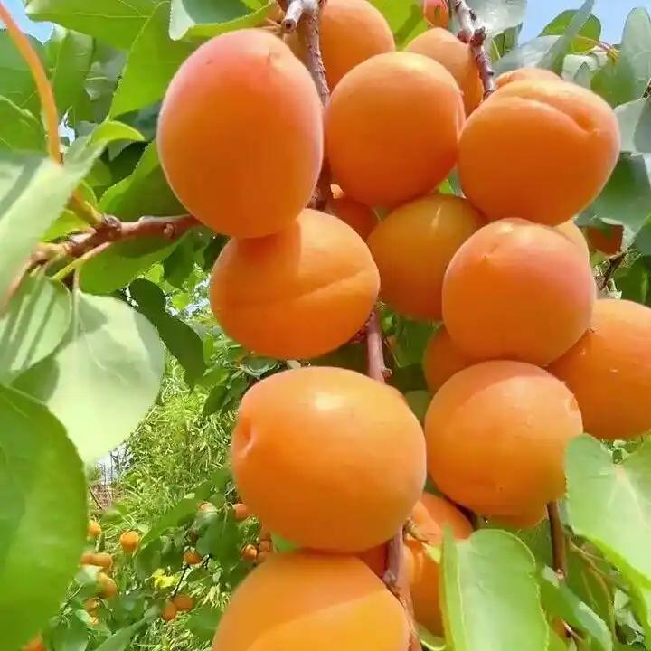感慨万千
杏子已黄无人摘，
不见当年小男孩。
院子寂静缺生气，
春夏秋冬少人来。