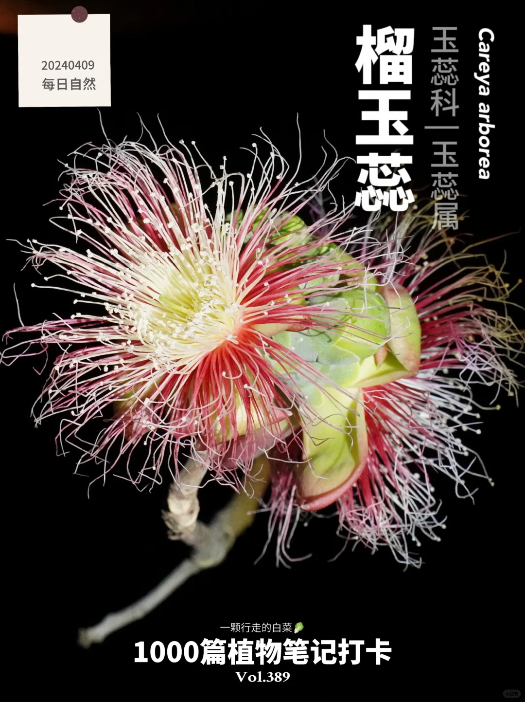 植物笔记389 | 众多追花人追了一年的花开了