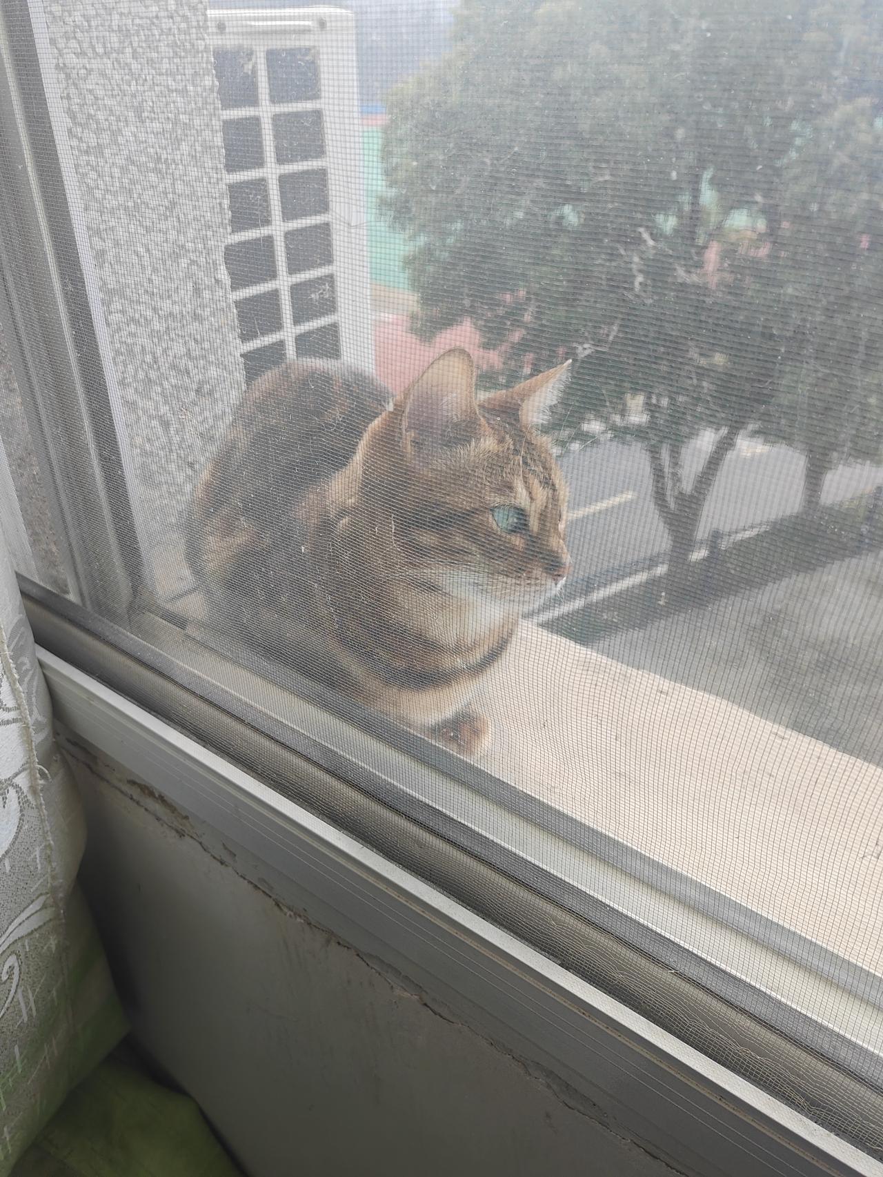 这个家伙曾经从窗户掉下去
还是四年前，窗子加有窗纱，
它把窗纱扒开，
因为外面的