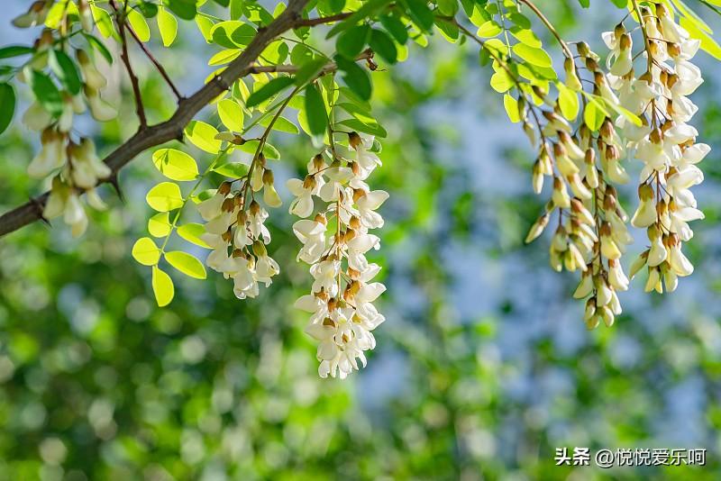 有网友问嫁到哪里可以吃上槐花？她想嫁过去。

一网友回复到:那四个倒霉蛋都有。