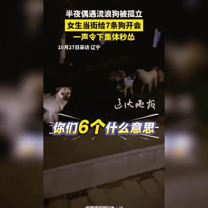 万万没有想到，辽宁，一女子夜间在路边偶遇一群流浪狗在路边玩耍，但仔细观察发现，几