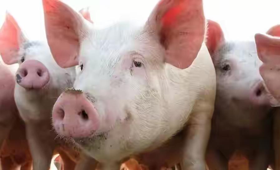 猪吃蛇还能不怕蛇毒？
这真相可真让人想不到！

农村的老人们总爱念叨“养猪防蛇”