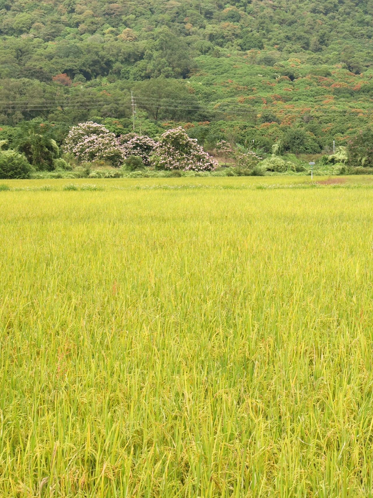 治愈系广州免费晚稻美景🌸近地铁，户外拍照
