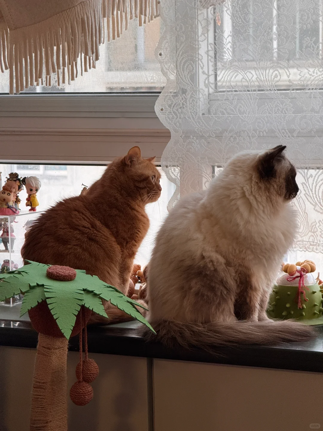 原本以为橘猫很大只了～直到养了布偶狗