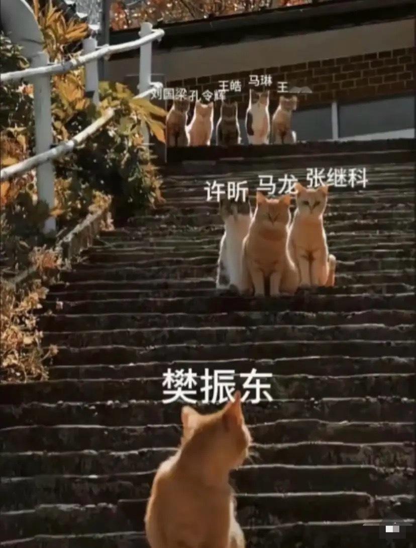 国乒“猫梯”图鉴：这届运动员的心态，主打一个“稳坐阶梯”当国乒人被画成阶梯上的猫