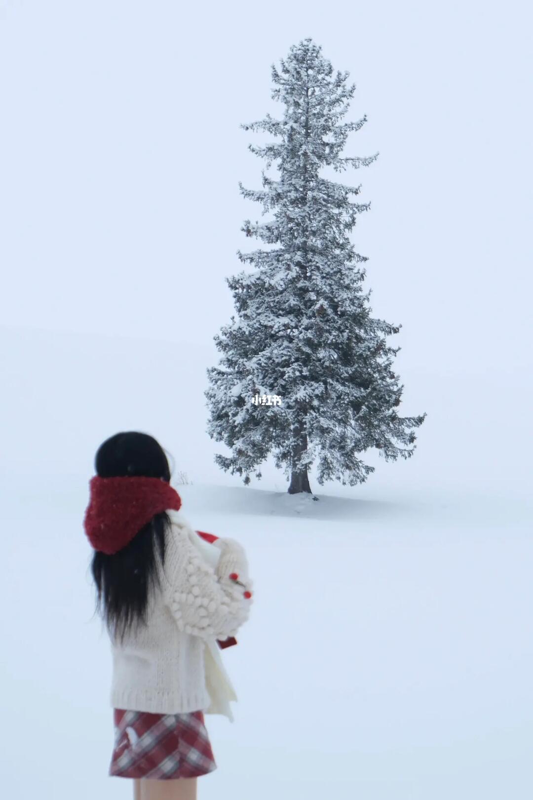 美瑛富良野2天1夜🌲美得不像话❄️