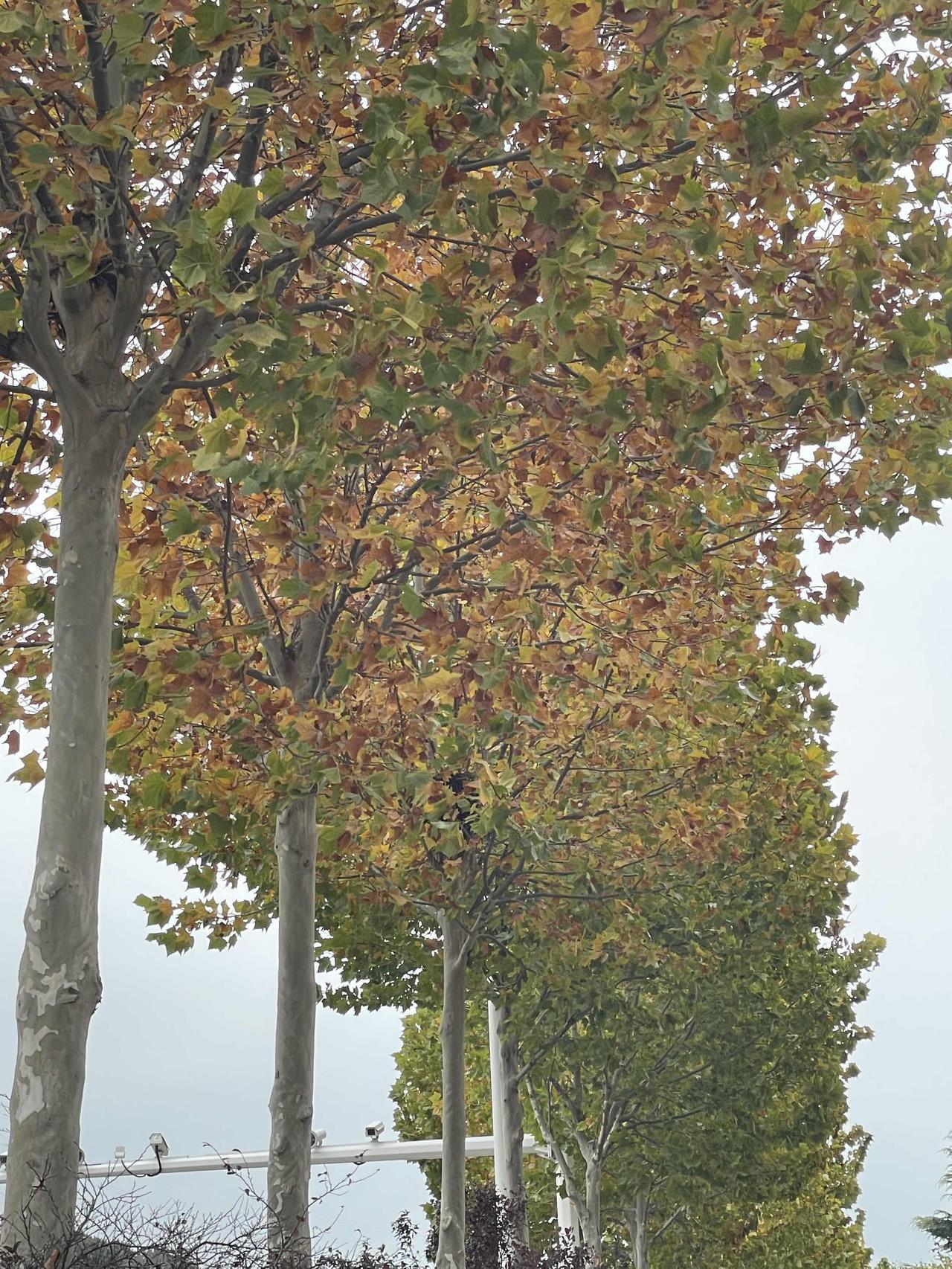 树叶持续落地。