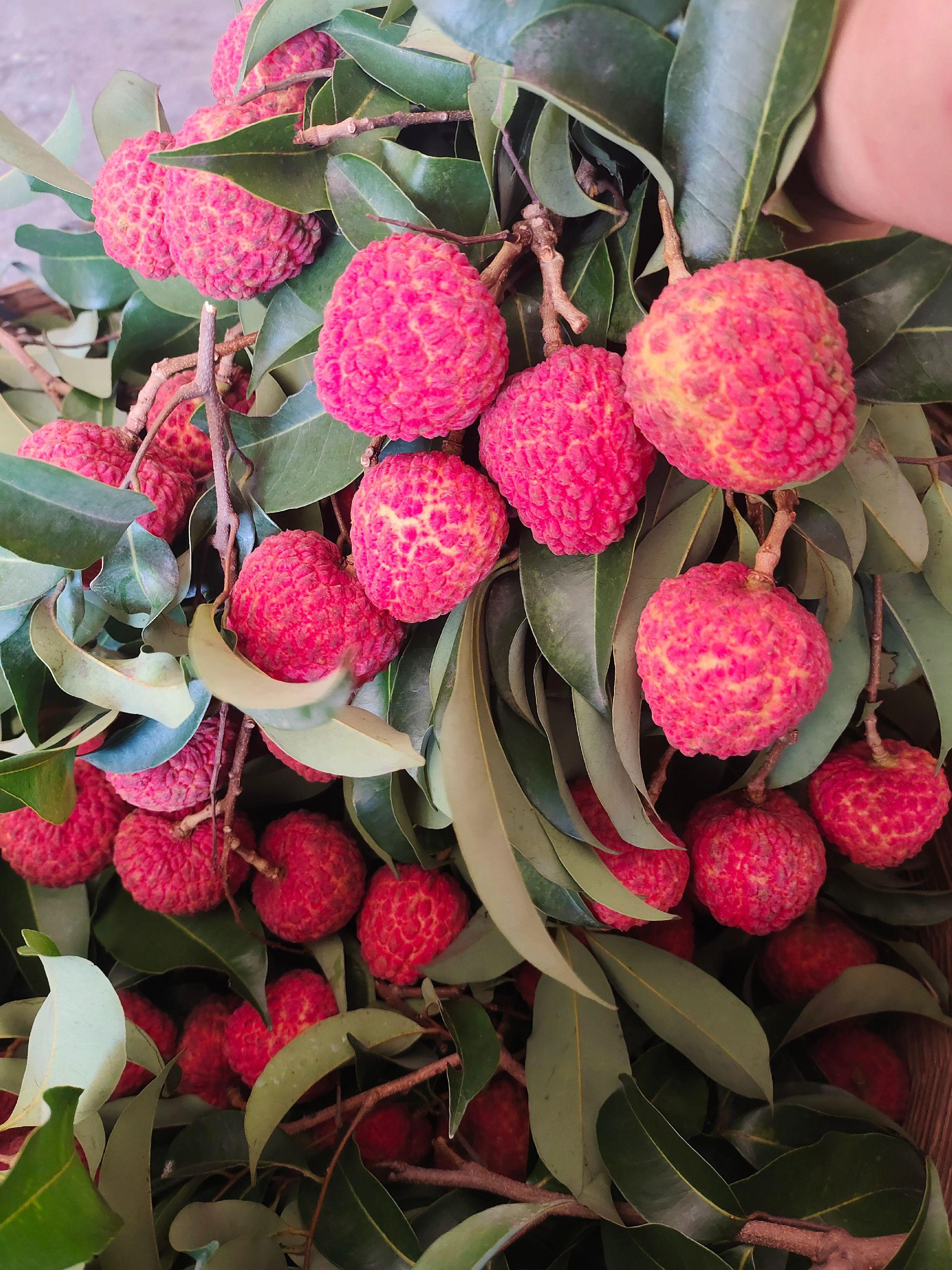 井岗红荔枝熟了