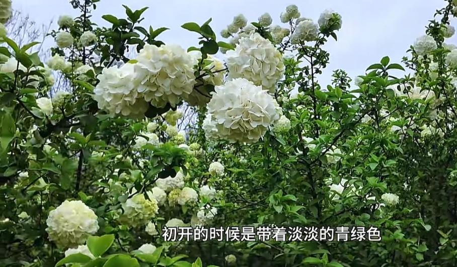 西安周末别乱逛啦！来一场环山路一日游，将秦岭脚下的浪漫一次性打包给你～
📍 第