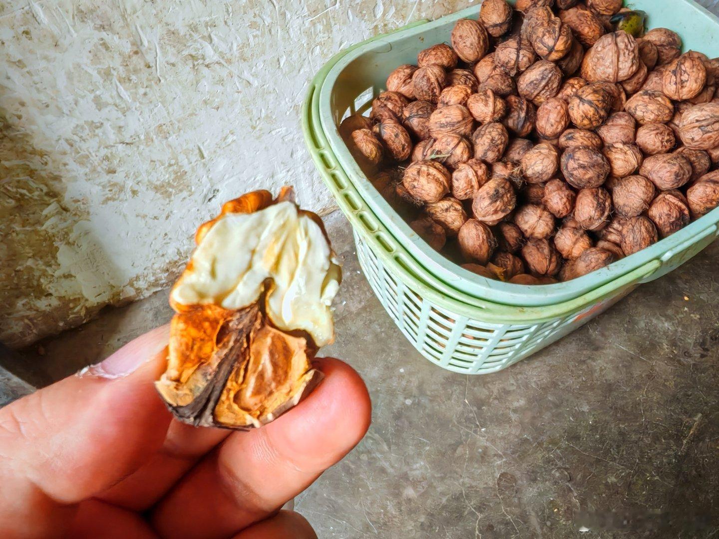 镇上的老乡请我们吃鲜核桃。（毛哥） ​​​