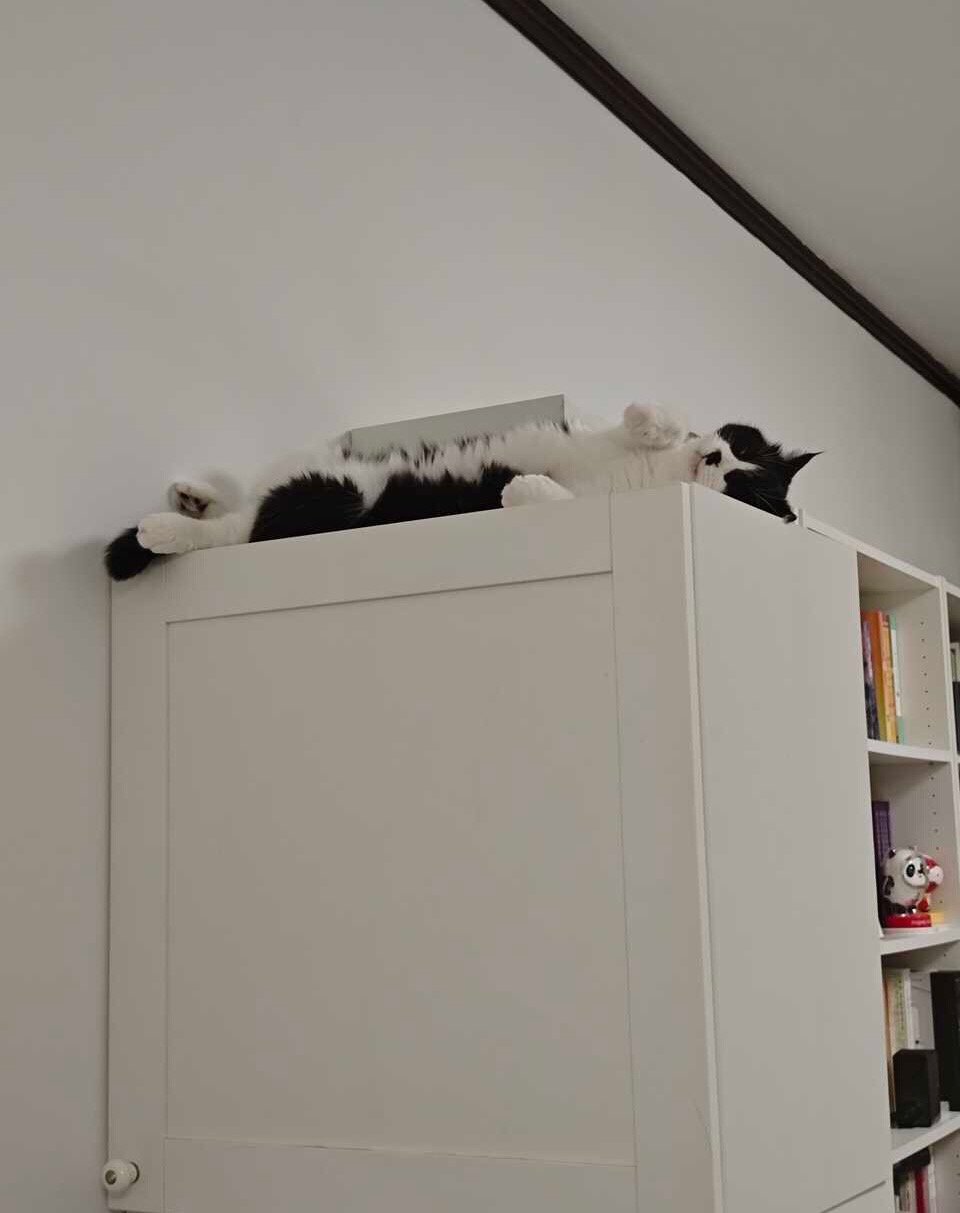 晚安，我喜欢一点点危险。daily奶牛猫 （投稿：） 