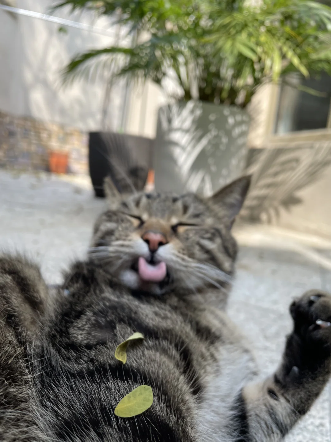 我小猫咪晒晒太阳真舒服