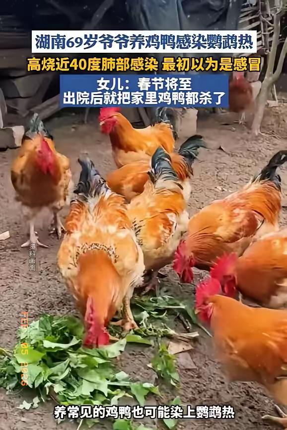 一开始，老人只养了几只鸡，后来看孙辈爱吃土鸡蛋土鸡肉，就越养越多，

巅峰时二三