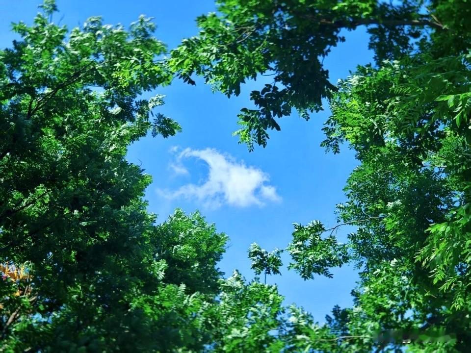 雨过天晴了，虽说是立秋后的天。早晨起来走在路上还是能感到一丝凉爽的，就是太阳一出
