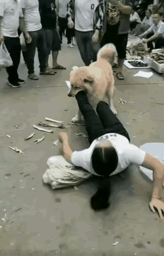 这个毛孩子，感觉不像是真咬人，好像是故意摆拍的画面，狗和人配合的很默契，狗实际上