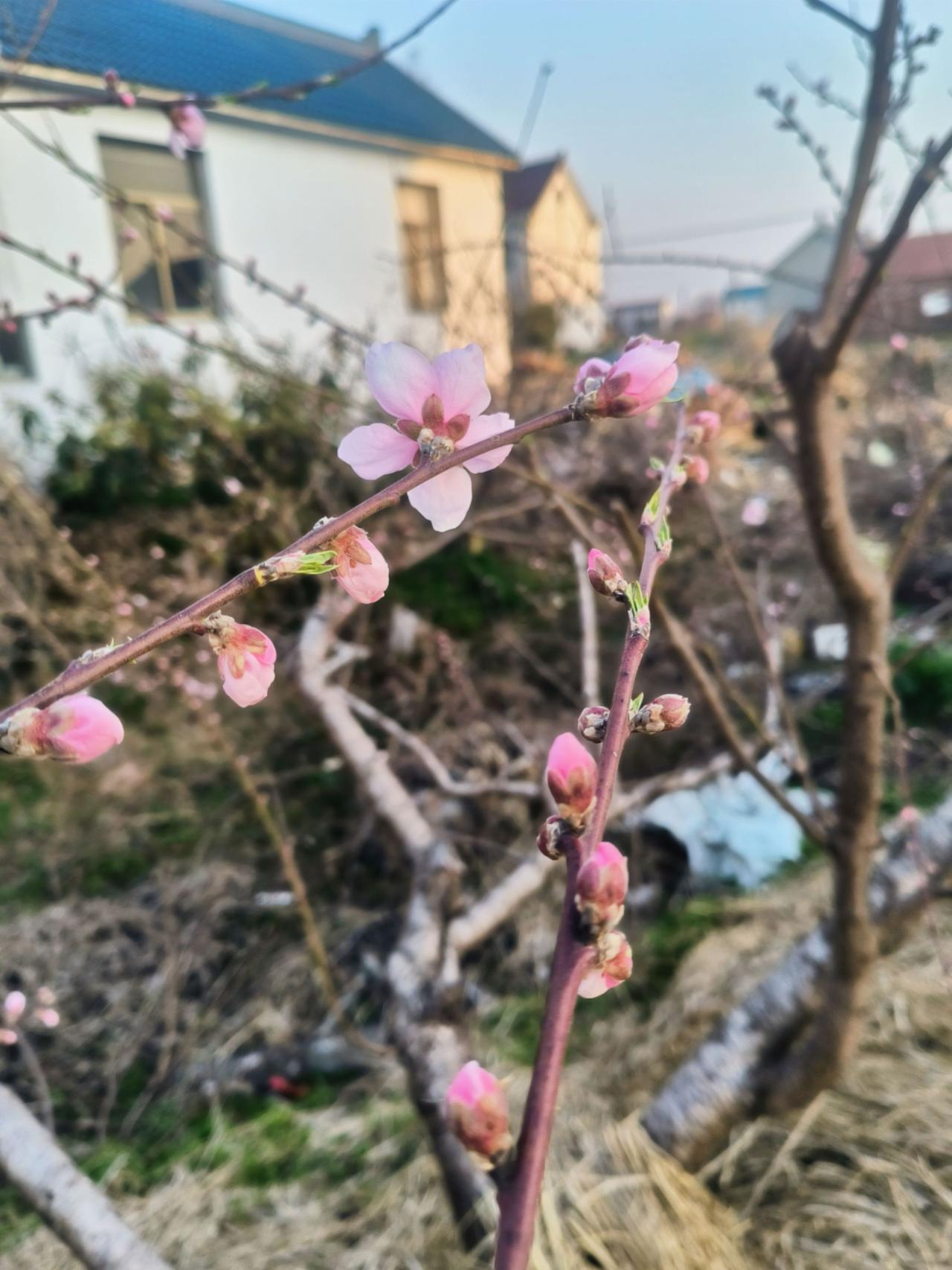 春天正式来了，桃花开了春天的味道