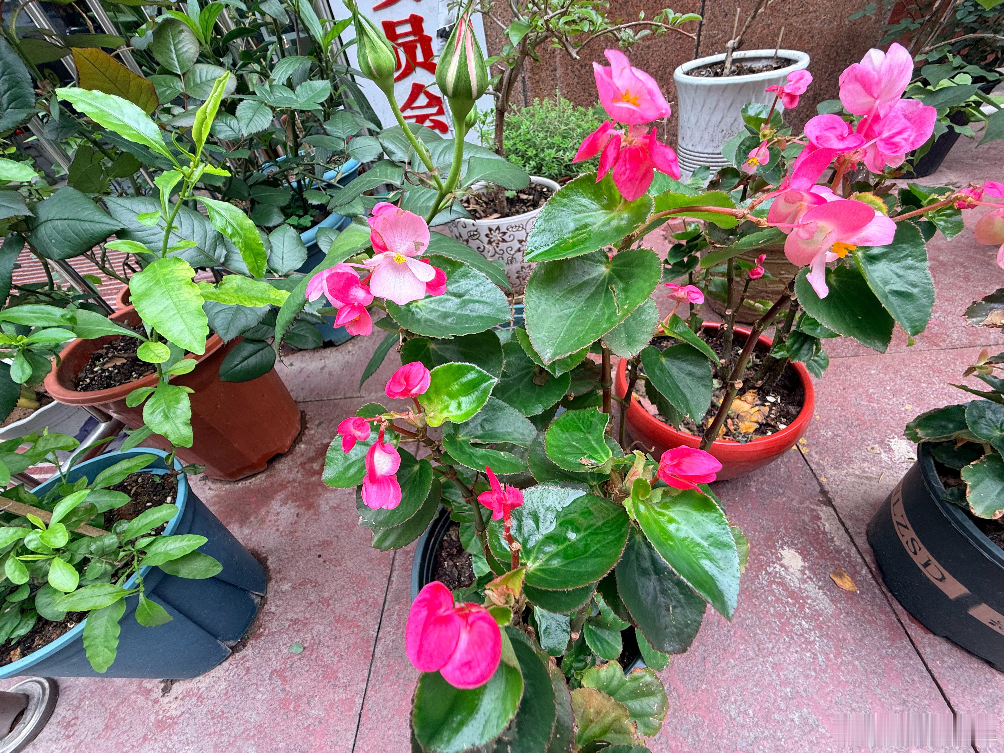 我相机下的同事种的各种花～ 