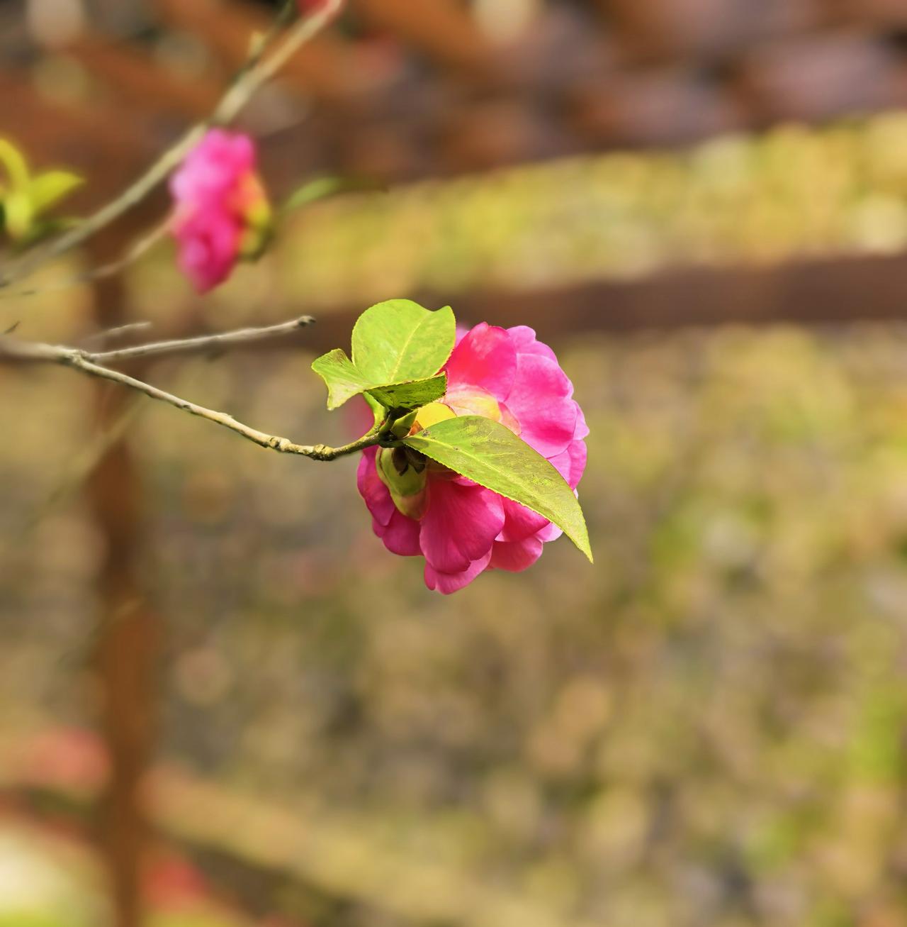 红花还需绿叶扶分享手机里的花朵旅行随手拍