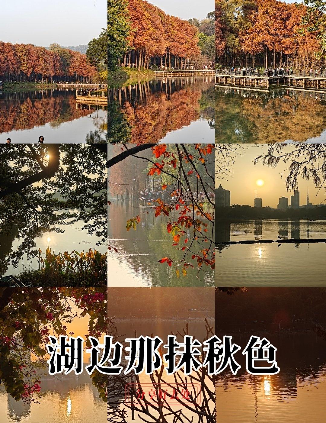 麓湖落日染杉红：一场冬日限定的光影盛宴
📍广州 麓湖公园