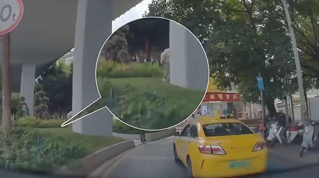 印度人在绿化带随意大小便被拍到。广州是一个国际化大都市，很多的外国人都选择家广州