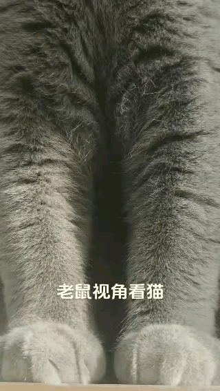 🐀眼里的🐱！[泣不成声]