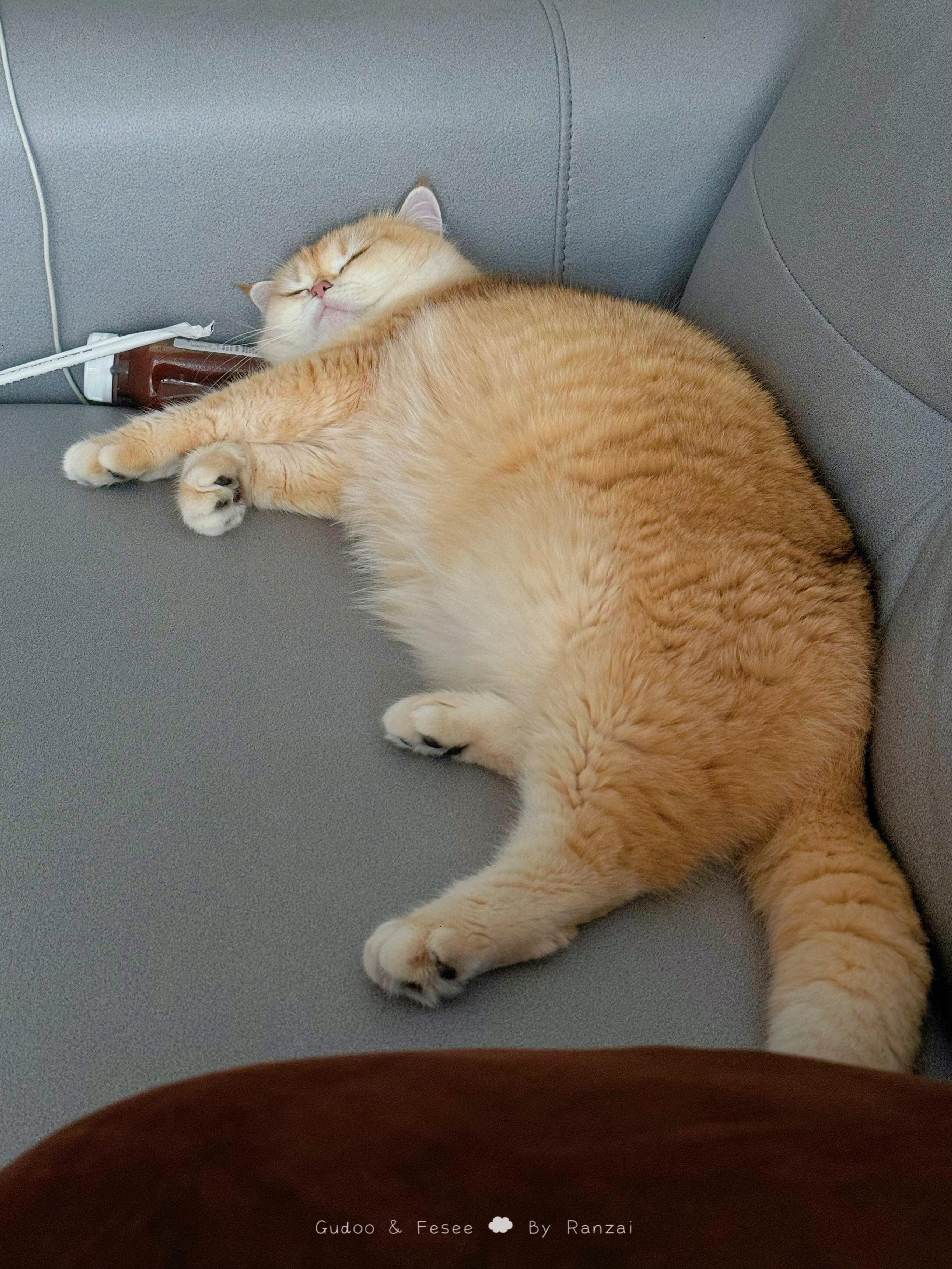 有些小猫咪胖墩墩是有理由的[哆啦A梦害怕]#菇冬怎么肥四[超话]##宠物奥斯卡#