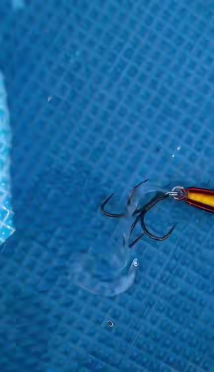 出海游玩钓上怪鱼身体扁平透明 专家：鳗鱼生命周期的柳叶鳗阶段
这确实是柳叶鳗——