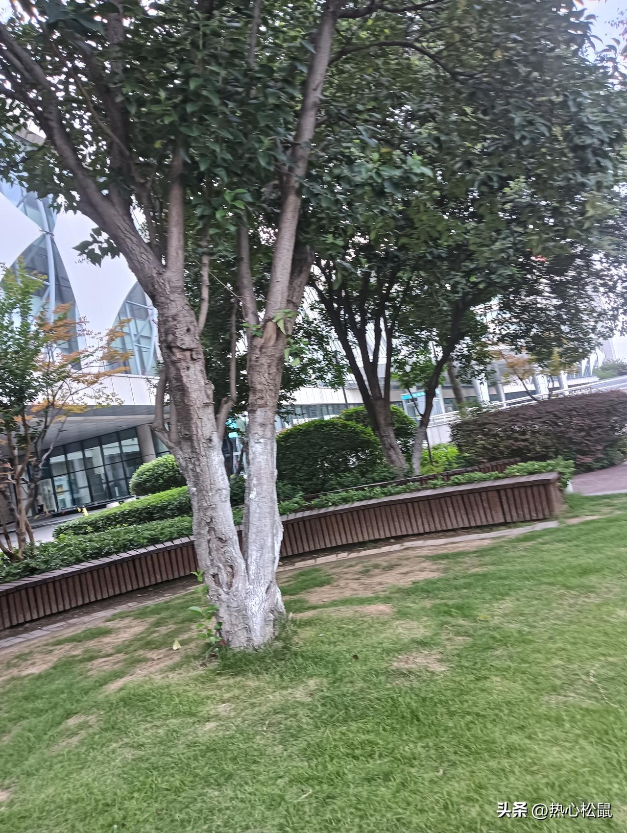 在城市的喧嚣中待久了，就格外渴望那一抹自然的宁静。城市绿洲便是喧嚣中的桃源。
就