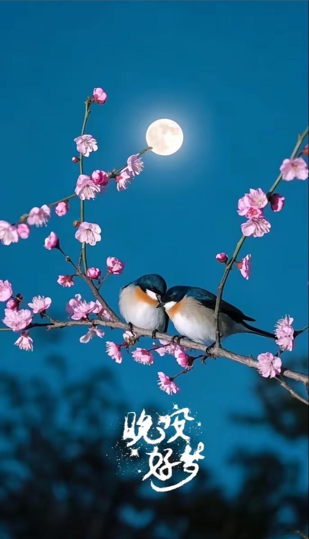 晚安[鲜花][月亮] ​​​