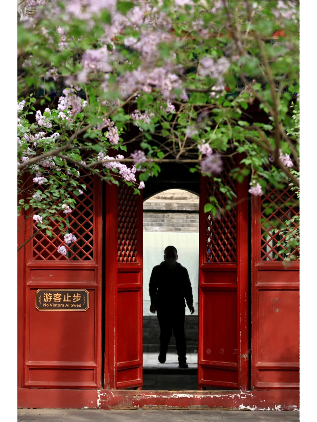 3.31实拍法源寺丁香盛开以及古寺丁香的故事