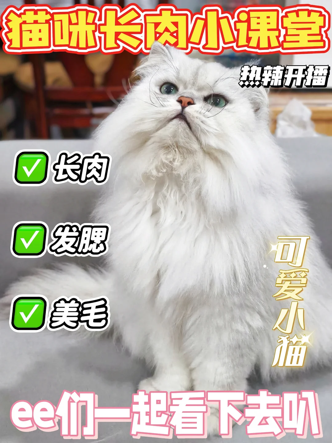 懒人养猫喂粮大法丨亲测好用