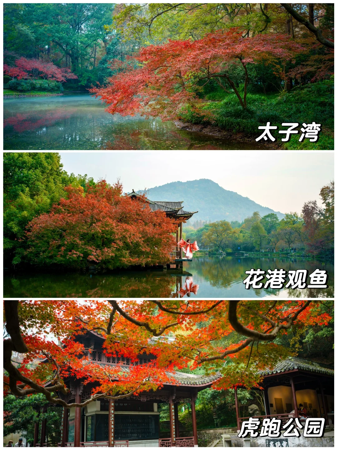 西湖赏秋路线🍁一路红枫看花眼❗️❗️太绝了…