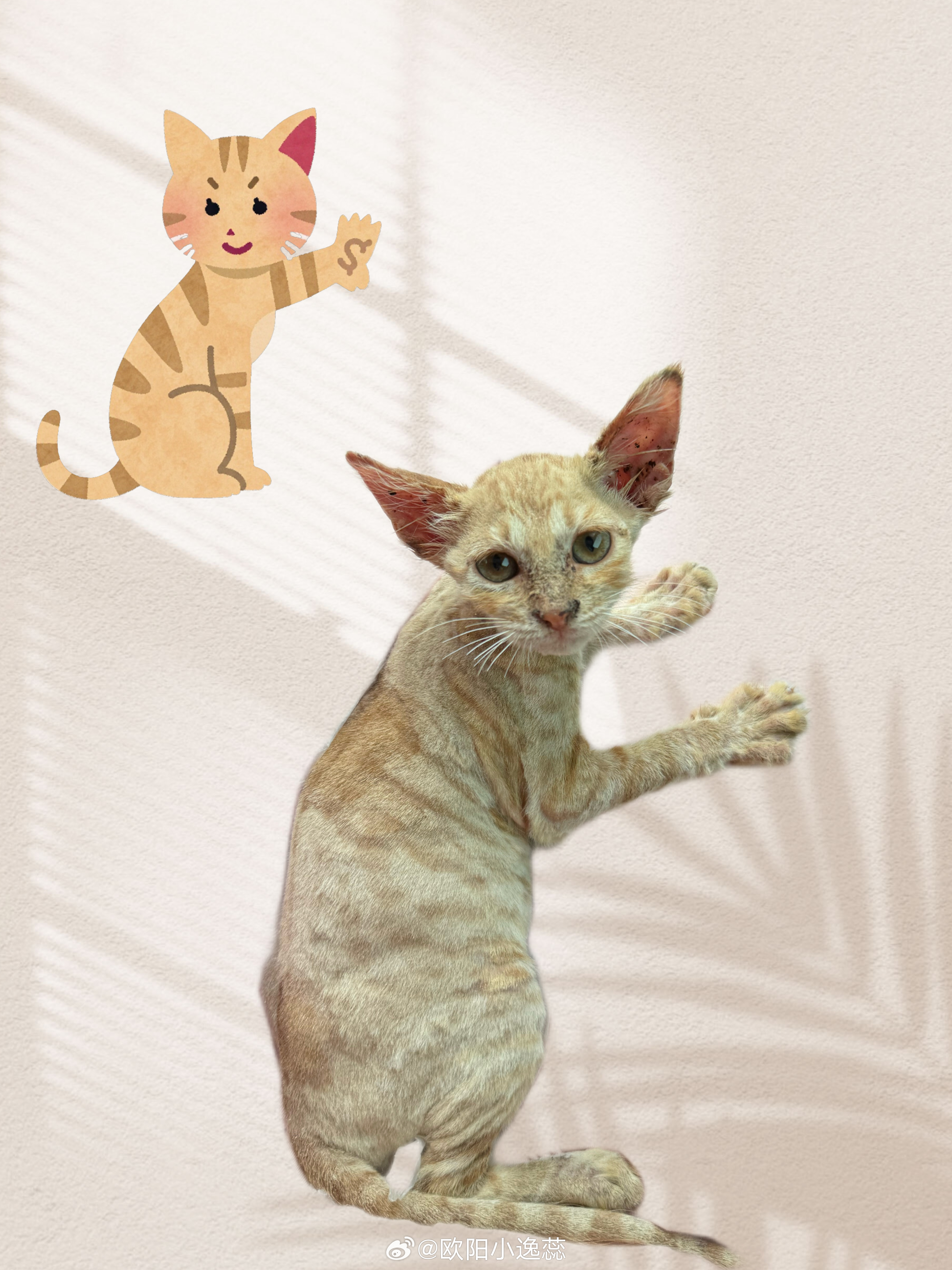 我就说吧！我家“咖啡”是一只超级漂亮的小猫🐈“灵魂被爱以后，血肉疯狂生长” ​