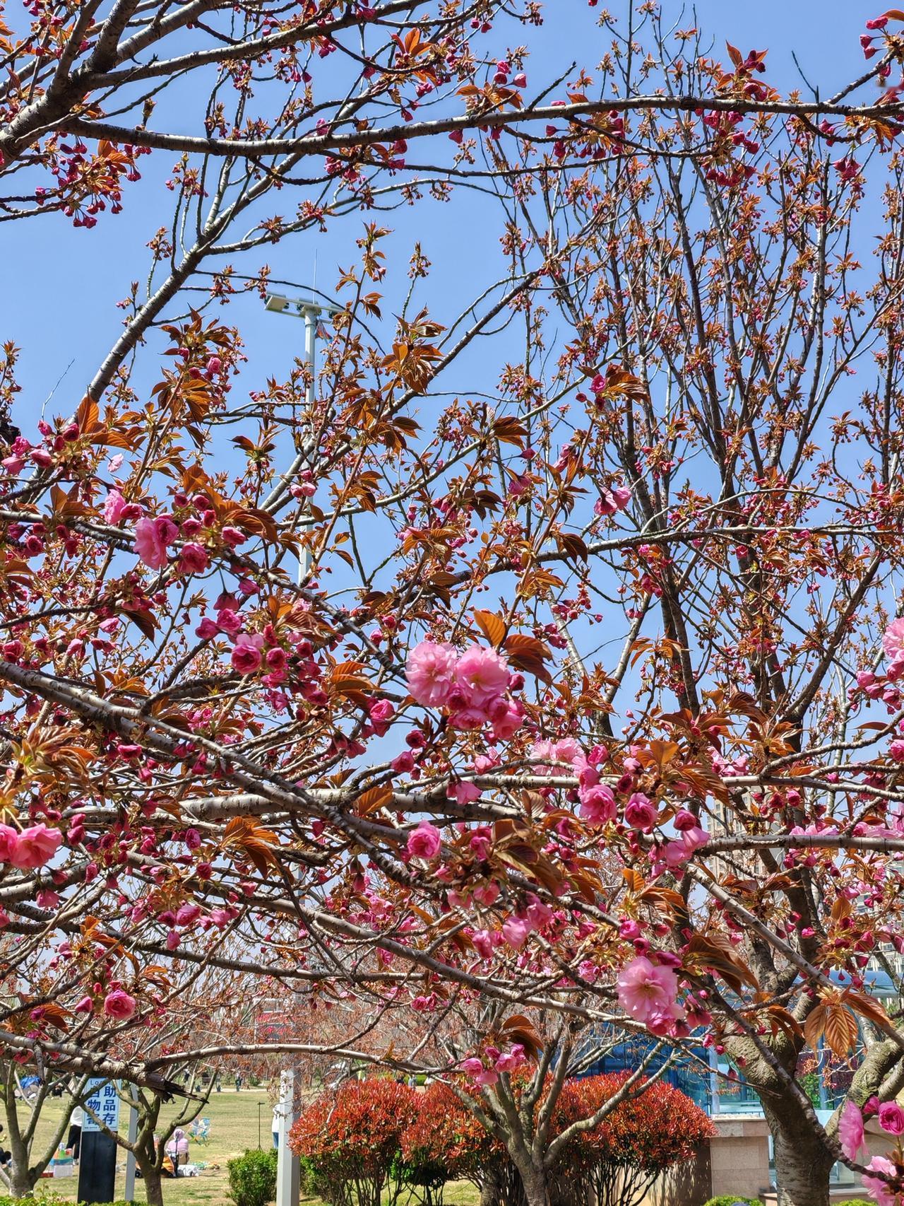 征文已过，感谢友友大力支持