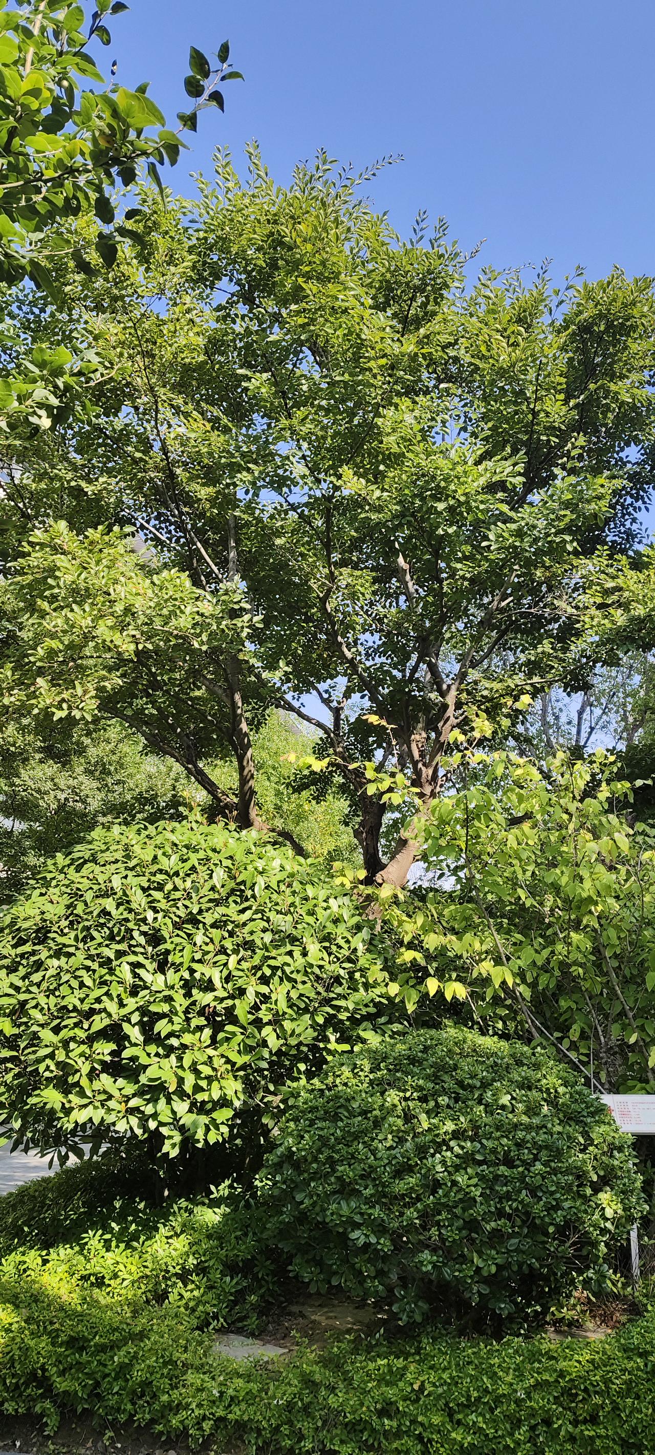 晴空下的城市绿意，藏着治愈人心的美好
 
抬头是澄澈透亮的蓝天，脚下层层叠叠的绿
