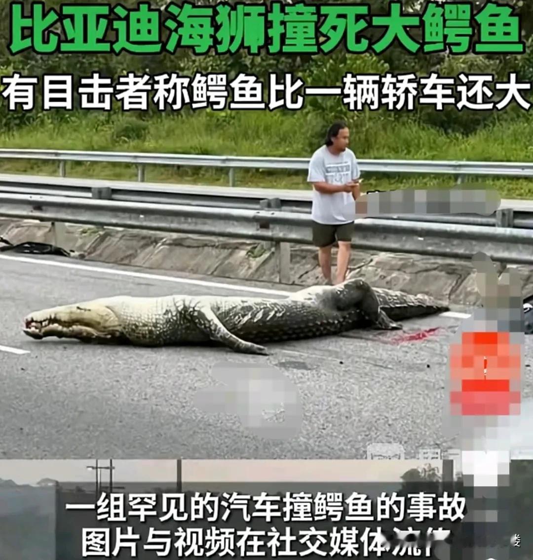 文莱，一只特大号的鳄鱼，试图横穿马路去高速公路的另一边时，正好有一辆比亚迪海狮6