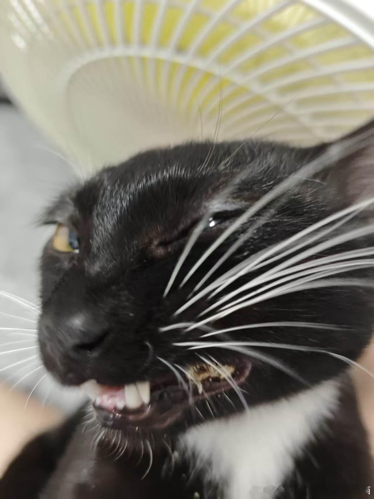 49514【丑猫】我家孩子可以当童模吗 