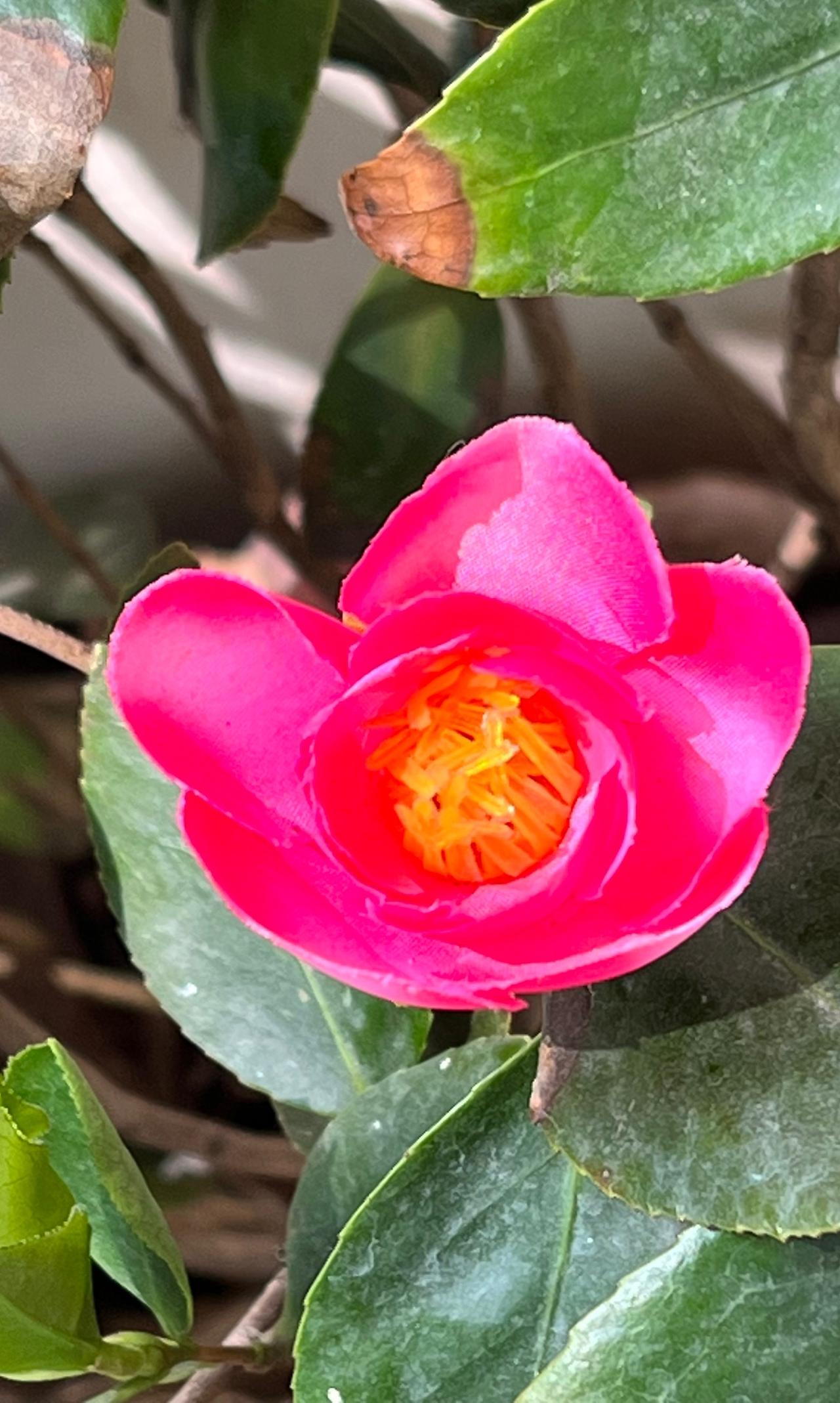 春日赏花：这是我在广州拍摄到的红色山茶花，花朵靓丽迷人，娇美耀眼、美不胜收。
红