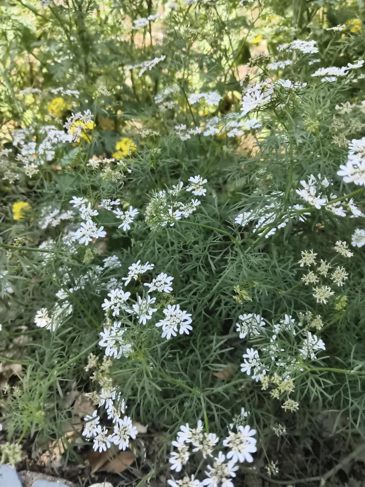 它的叶片是极细的羽状分裂，像被精心剪过的绿丝绦，层层叠叠托着素净的花，清清爽爽，