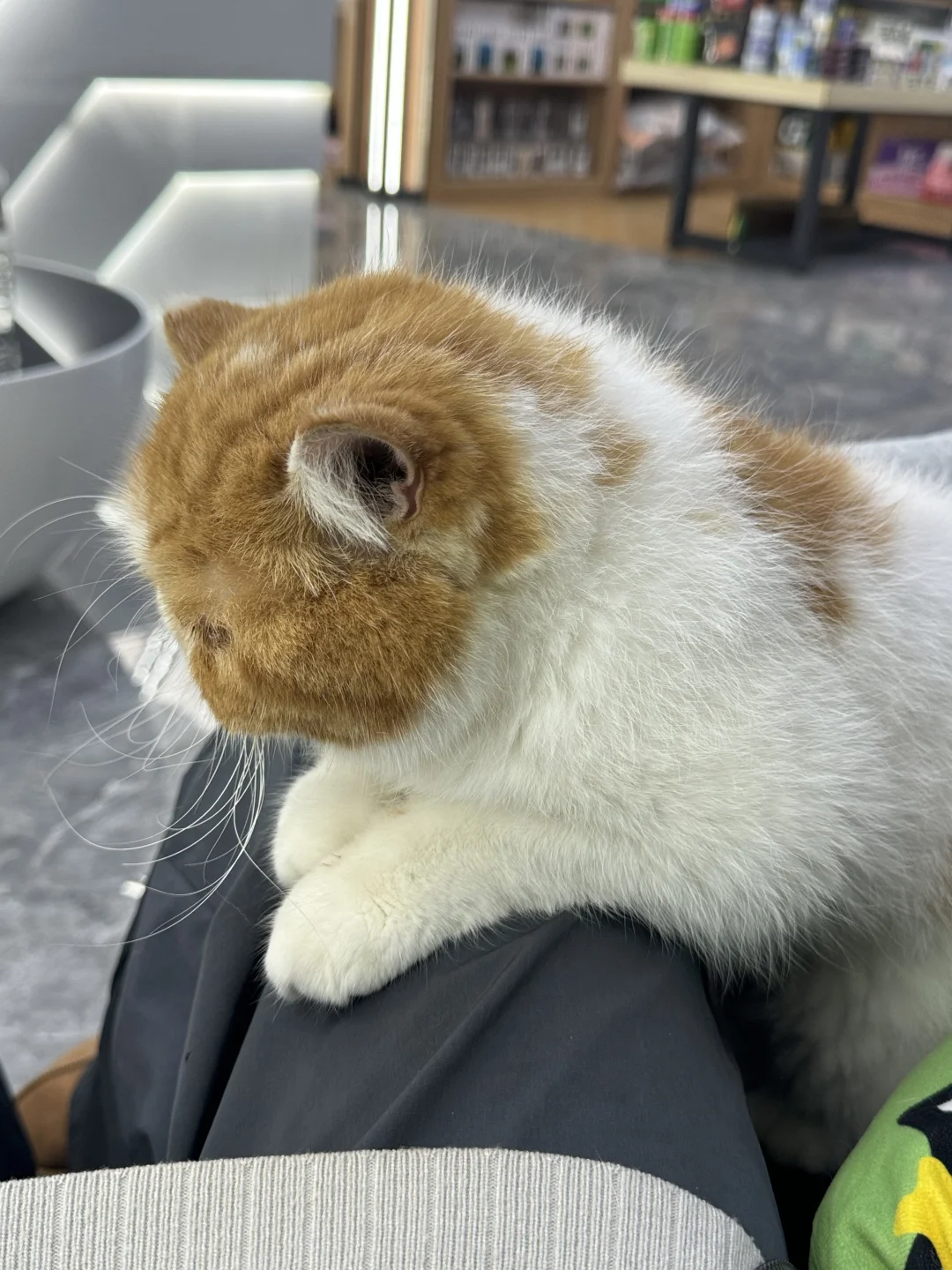 听说小猫的头像好治愈～