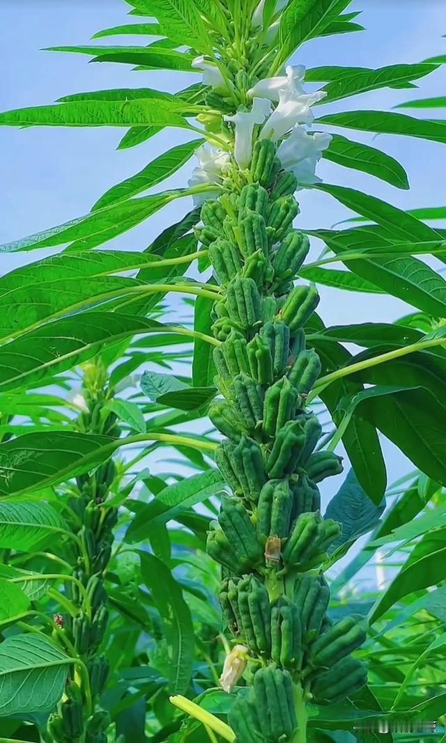 讲家庭出身论阶级成分，是造成不平等不公平的祸根，更是滋生特权腐败的温床，也直接扼