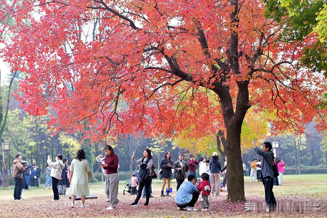 一棵树愉悦了一座城
#神都洛阳太美了# #层林尽染遍野！# #大树的脉搏# 
 