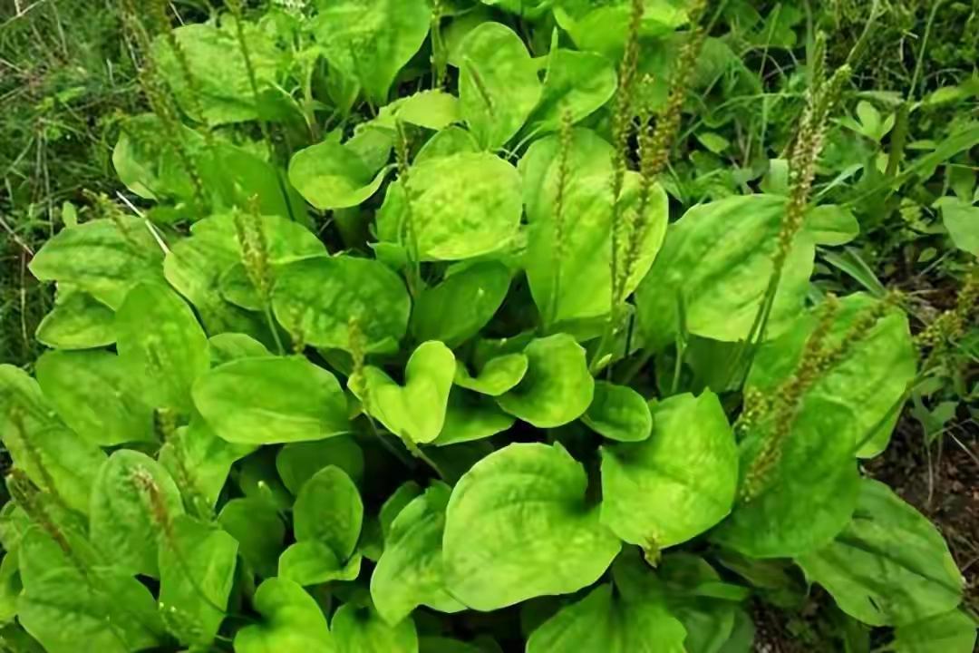 老一辈常用的车前草，简单煮一煮，上通下顺，一身轻松。
 
在乡间小路、田埂地头，
