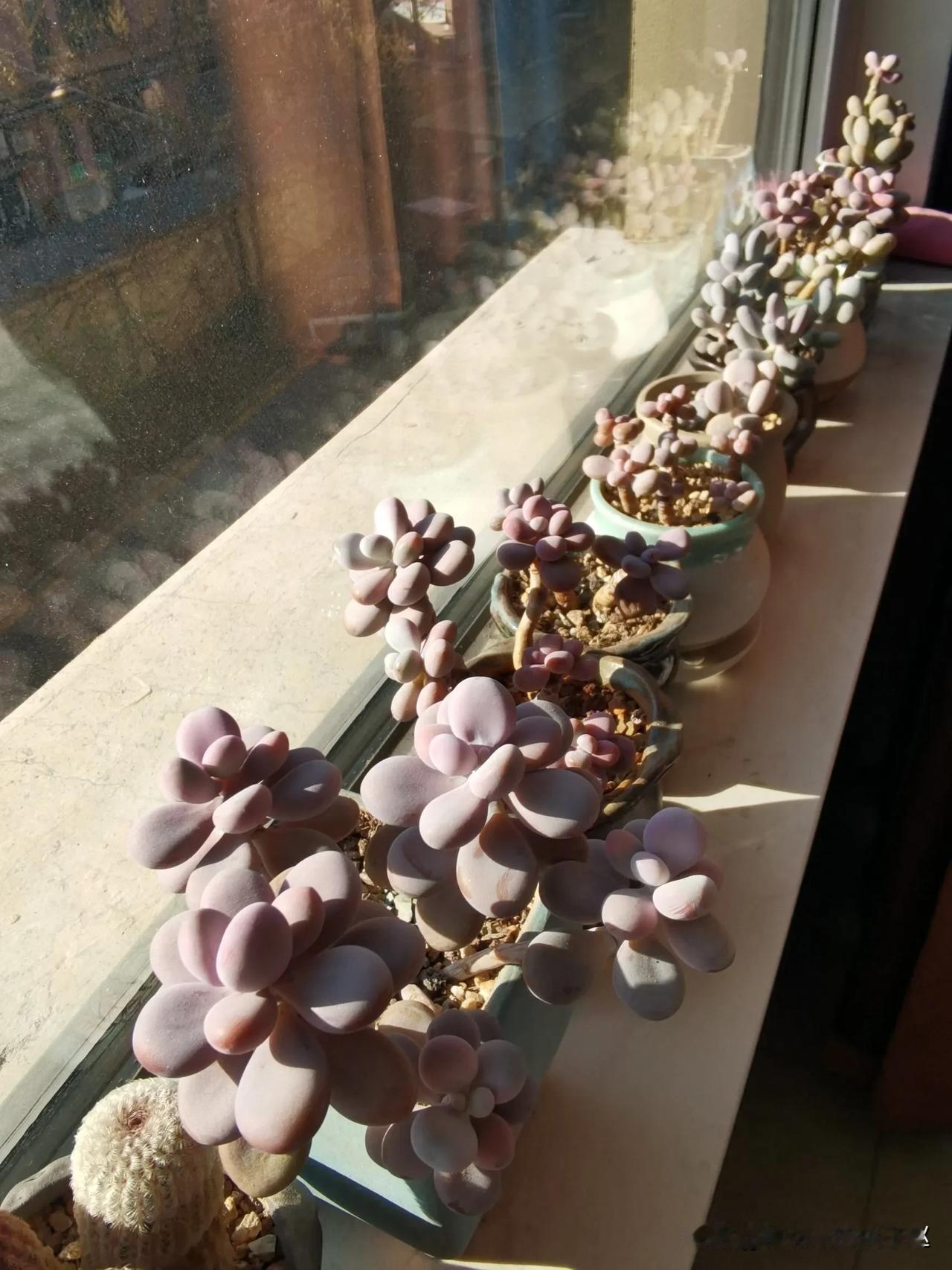 阳台党，别的肉肉不好说，但桃蛋是一定能养出状态来的，而且只有夏季会褪点色，其它三